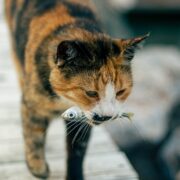 Pestele și pisicile: Sănătate, gust și beneficii